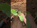 Planting fresh brinjal seedlings at my farm today! 🍆🌱 #farmlife #farming #agriculture