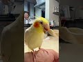 まろルクチャンネル｜オカメインコ “ まろ ” の日常。｜2025.06.18｜Shot On Apple iPhone 15 Pro Max｜#shorts