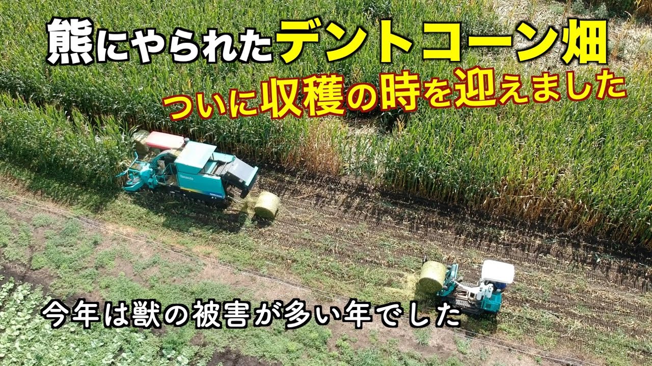 デントコーン電牧回収作業承ります！