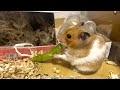【声あり】スナップエンドウを飲み込むハムスターを撮影してみたいと思い、、、