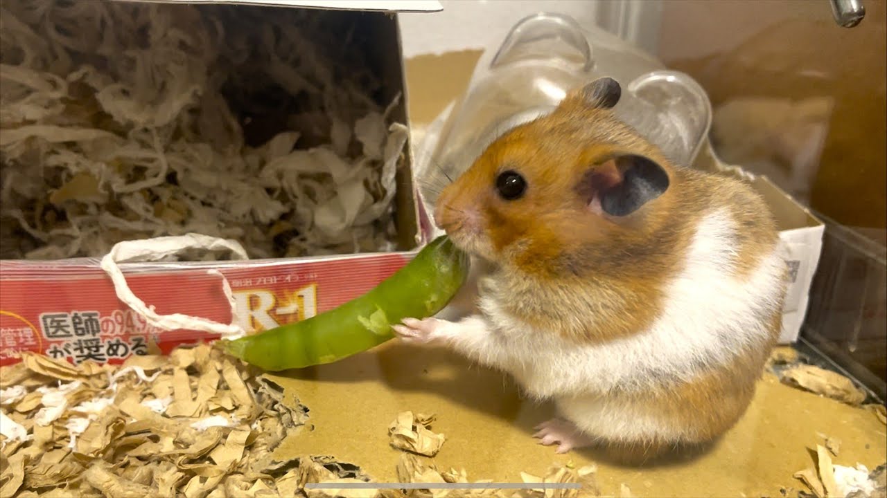 【声あり】スナップエンドウを飲み込むハムスターを撮影してみたいと思い、、、