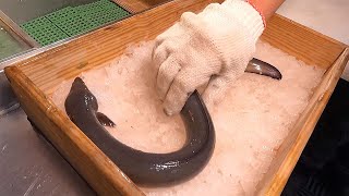 How to Fillet a eel | Grilled eel 5 dishes -台中本鰻魚Taiwanese ... 