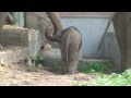 Новорожденный слоненок в Московском зоопарке