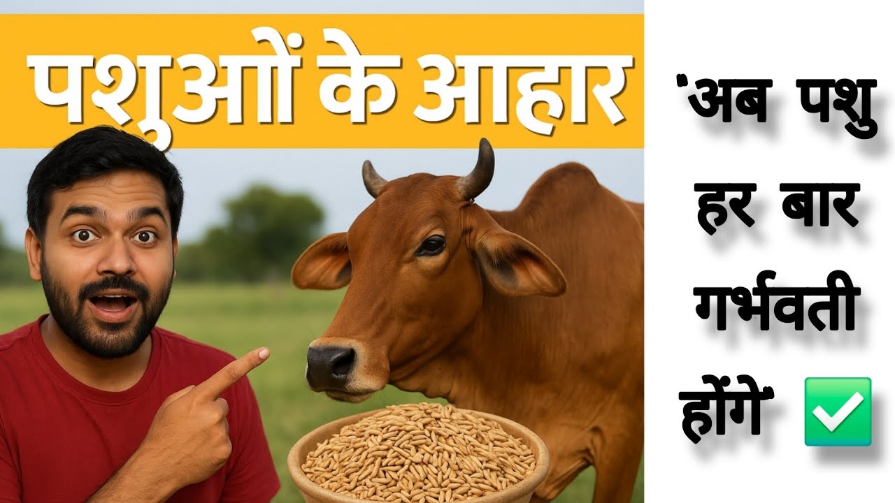 Right Feed for Animals to Improve Fertility and Pregnancy