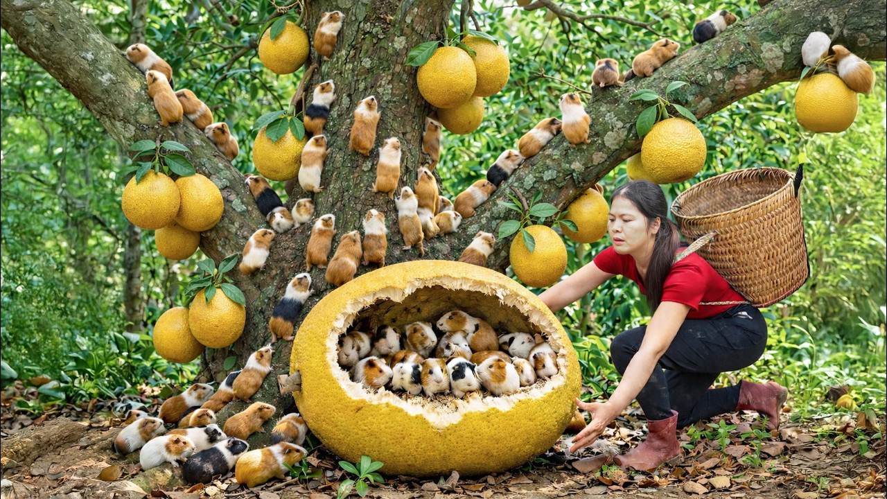 Harvesting 1000+ Golden Pomelos From Capybara-Damaged Orchard | Village Harvest Sold Out Fast