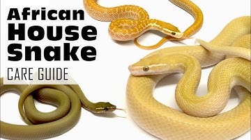 AFRICAN HOUSE SNAKE CARE GUIDE!