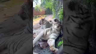 This tiger is a guy who knows how to enjoy life.