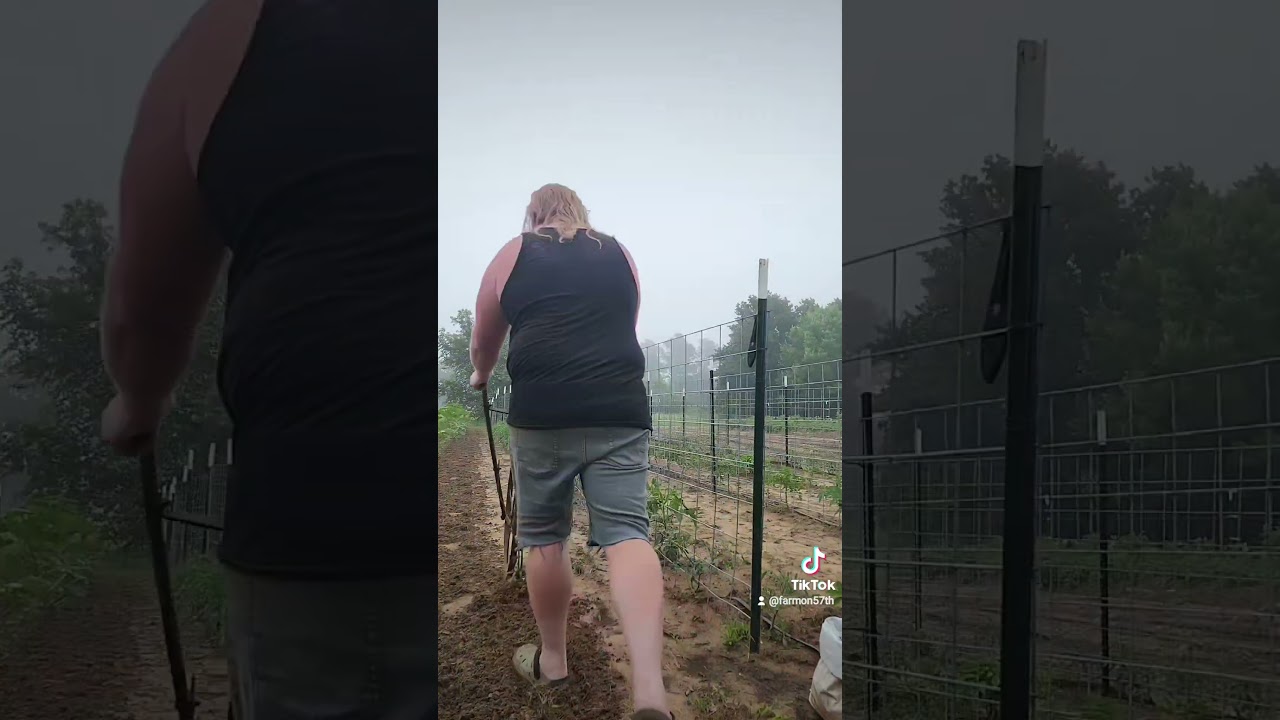 Cultivating with an antique high-wheel push plow