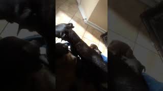 Patterdale Pups June 13 2022