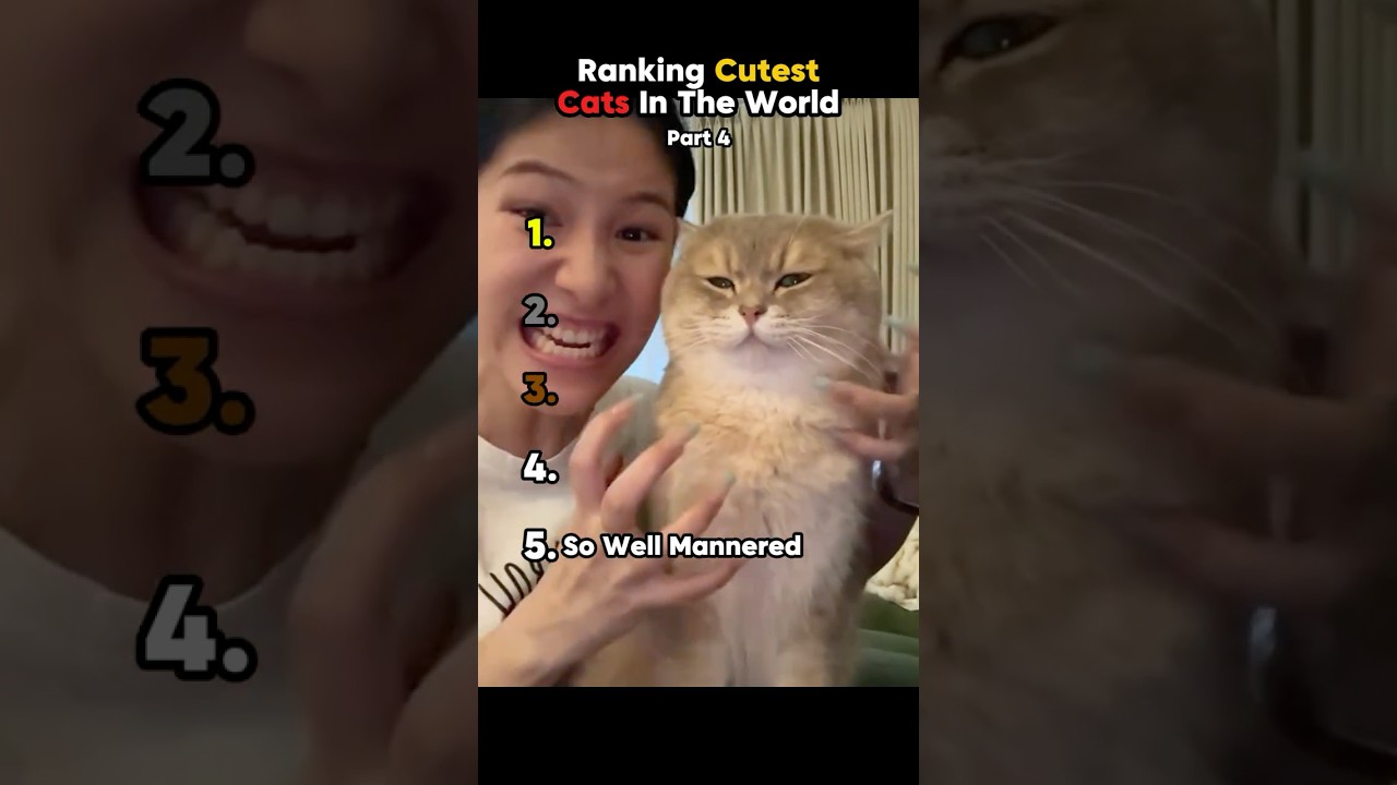 CUTEST Cats To Ever Grace Your Screen Ranked pt 4