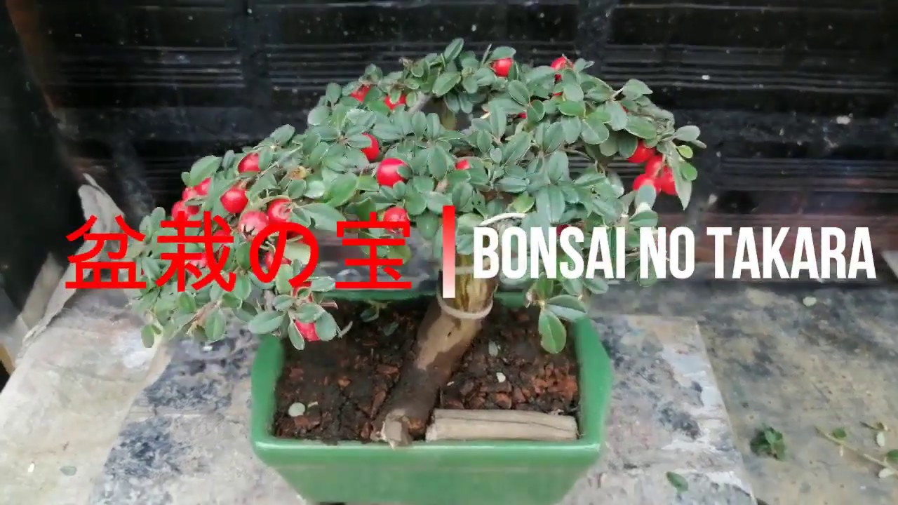 Cotoneaster Tanuki-Mame Trasplante