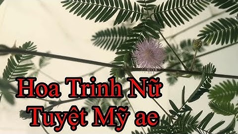 Tạo dáng Bonsai &cách trồng thủy canh Hoa Trinh Nữ .