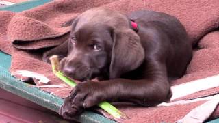 Honey the Chocolate coloured Labrador Jan 2017