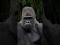 ⚠️ One Mistake… and a Gorilla Can Turn Deadly! 🦍😱