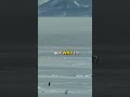 Penguin depressed  #penguin #penguins #depressed #viralvideoshorts #shortsvideo #shortsfeed