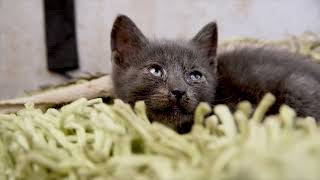 Cuddly Kitten Day - March 23rd Cuddly Kitten Parade