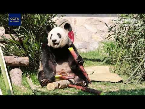 Годовщина возвращения панды Я Я в Китай