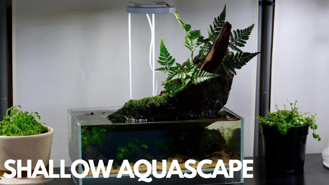 Создание воздушного аквариума DOOA Neo Glass