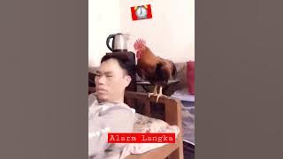 Ngakak Alarm Bangun tidur yang Langka#youtubeshorts#rooster #memesdailyfunny#ayam