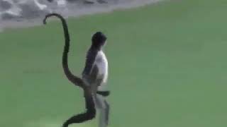 Meme Macaco. Vai Rebanho De Cabrunco.