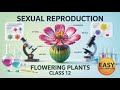 Sexual Reproduction in Flowering Plants Class 12