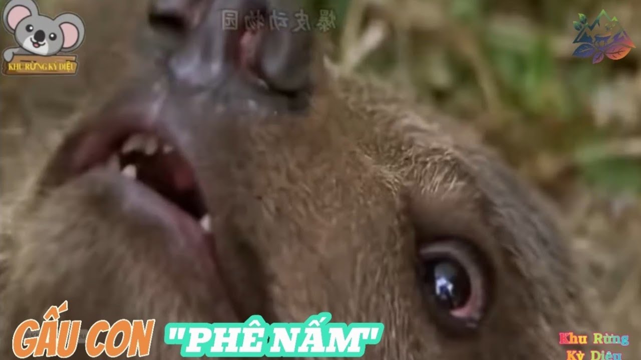 Những câu chuyện hài hước về Gấu | Khu Rừng Kỳ Diệu #thegioidongvat # ...