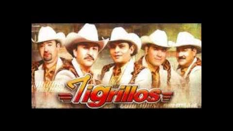 Los Tigrillos-Vampiresa