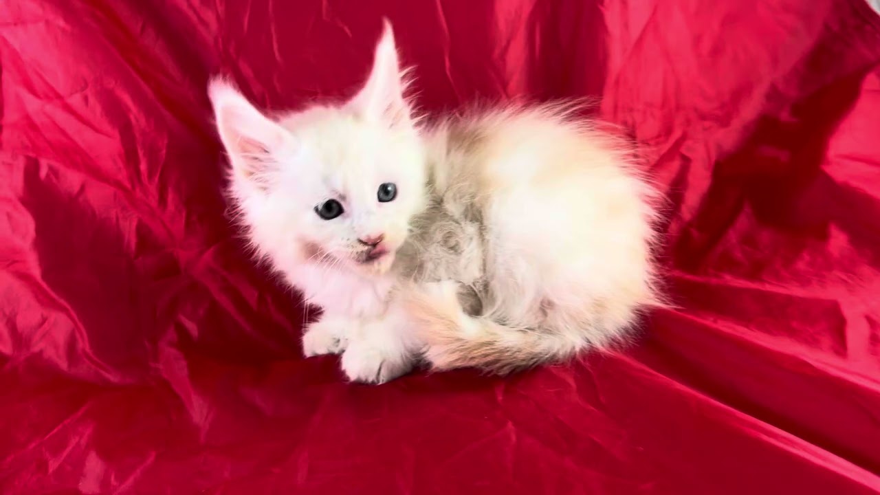 Wycliff - Maine Coon red merl front polydactyl male available for sale 