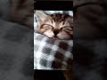 Respekt #shortvideo  Cat funny.