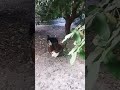 هر کی نماد بوقلمون داره بفرسته تلگرام برای بررسی و مذاکره هر کی نماد بوقلمون داره بفرسته تلگرام برای بررسی و مذاکره