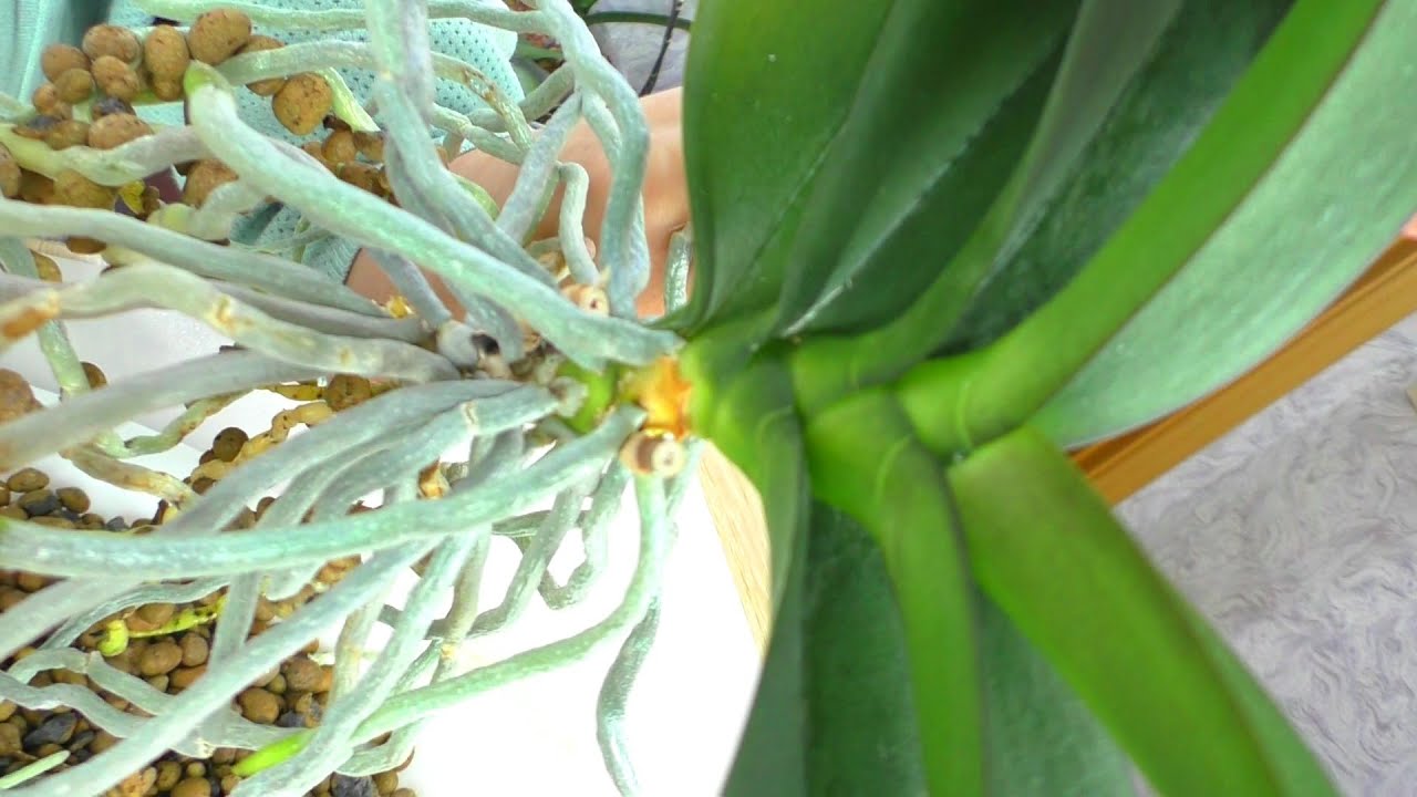 Как правильно пересадить орхидею для активного роста корней?