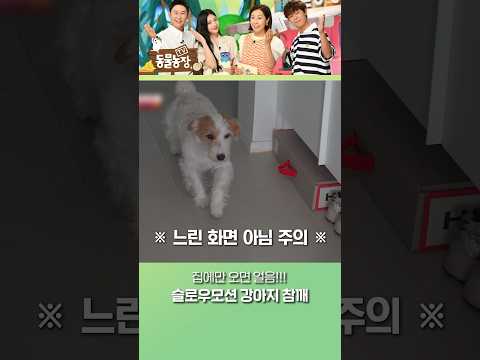 집에 들어가는 게 힘든 참깨 #TV동물농장