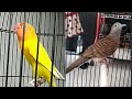 Suara Burung Perkutut Gayer Gayeng Gacor Lovebird Mp3 - Mp4 Download