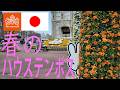 日本/長崎　春のハウステンボス　チューリップ咲き誇るハウステンボスの景色最高です。　エヴァに向けて新しくなっていくハウステンボスです。　エヴァンゲリオン楽しみです。@Fuutenchi　#337