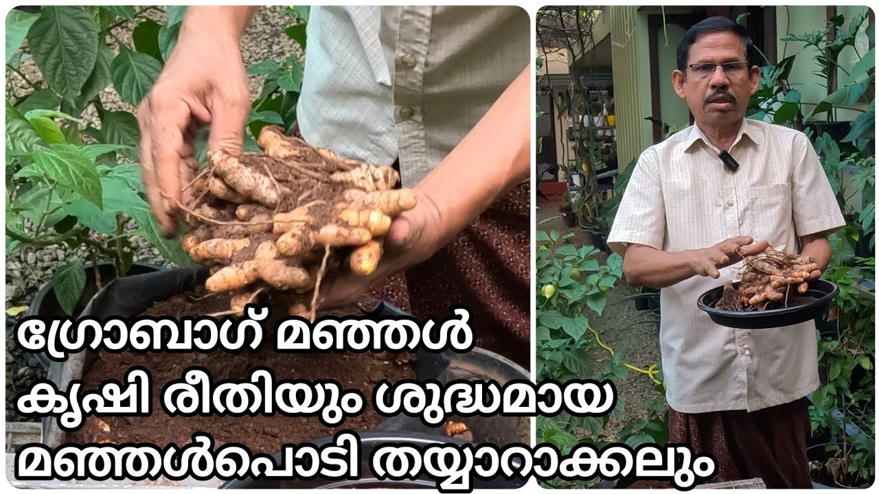 How to make organic turmeric cultivation | easy preparation of pure turmeric powder at home 