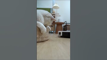 As a mother, I highly recommend you to buy this robot vacuum #lefant #shorts #robotvacuum #cleaner