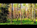 4K Forest Therapy Tranquil Birdsong Healing Nature Sounds 