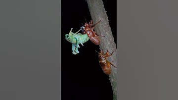 Cicada Molting Process | ASMR Nature Sound
