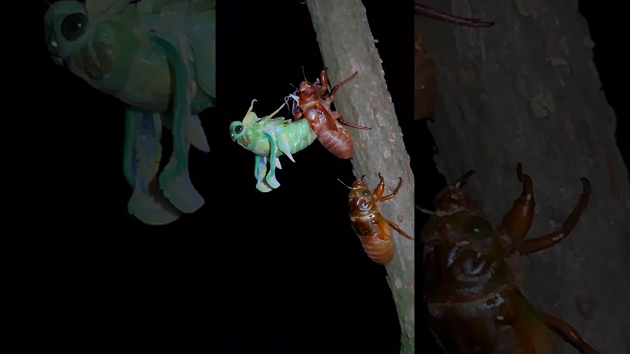 Cicada Molting Process | ASMR Nature Sound