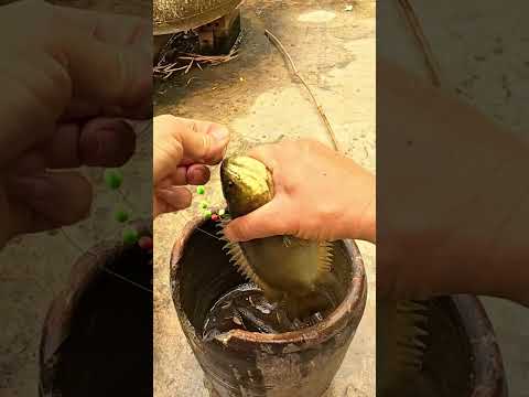 Cá rô đồng mệu ao bèo tấm #caođàitổng #fishing #caucathugian