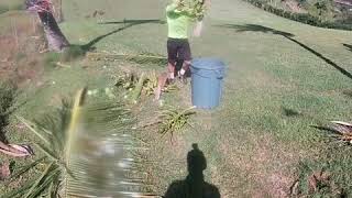 Coconut Trimming Hawaii Style