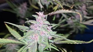 Guava zkittlez 💥💢🪴🪴💢💥