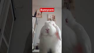 bunni #rabbit #bunikor #bunnycore #fypage #lifeisbutadream