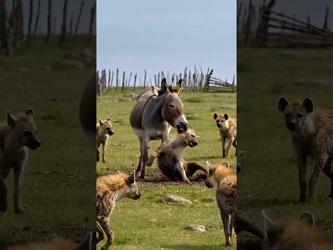 'From Hunter to Hunted: Fearless Donkey Shocks a Pack of Hyenas 🐴💥'#shorts