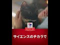 ヒルズ日本・サイエンス　ダイエット　目に見える健康の違いを実感　（猫）
