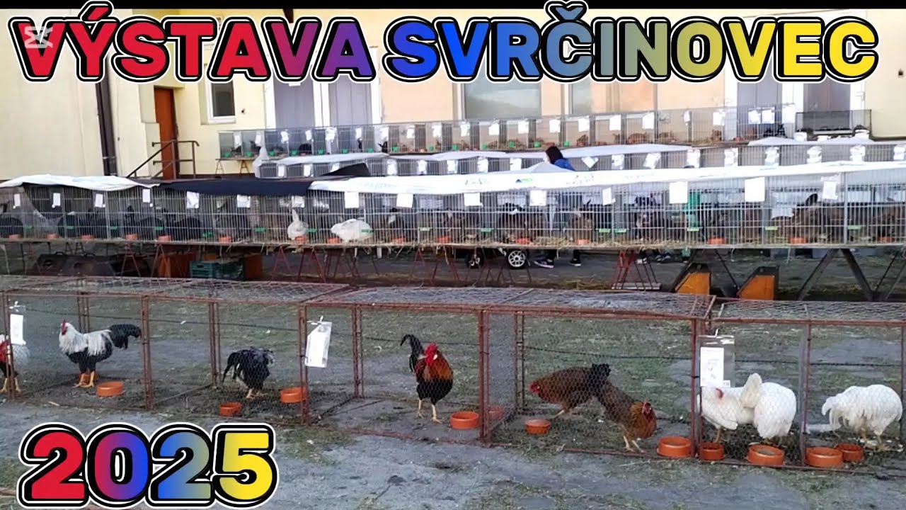 !!! VÝSTAVA KRÁLIKOV, HOLUBOV A HYDINY SVRČINOVEC 2025 !!!