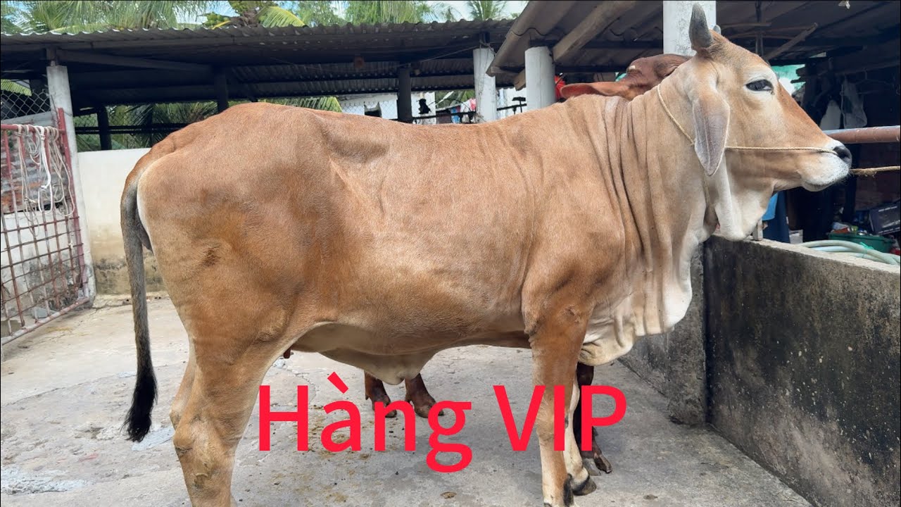 Ут Ба Три, пожалуйста, сообщите клиенту цену на пару VIP-товаров.