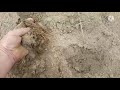 Засуха в Казахстане. Смотрим поле под посев люцерны Джея в песках .