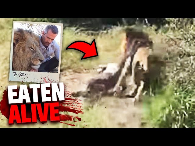 After EATING 6 People Alive This Lion Was FINALLY Caught! class=