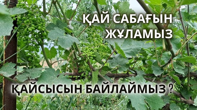 Күшті жамбас 70-80 секс Желідегі жыныстық қатынастан кейін бір қыз селт ете қалады